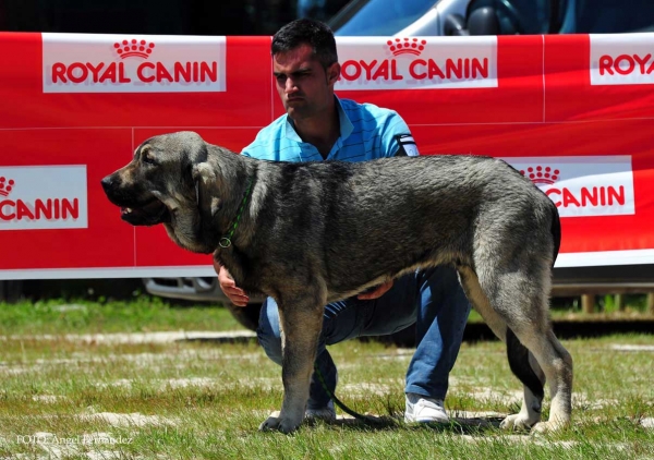 Sión de Blendios del Dobra: Very Good 2º - Puppy Class Males, Loredo, Cantabría, Spain 29.06.2013 
Keywords: 2013