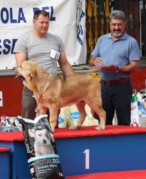 Bosco de Fonte Xunquera: VG 1 - Young Puppy Males, Luarca, Asturias, Spain (AEPME), 21.07.2012
Keywords: 2012