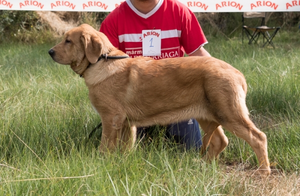 Dorada de los Zumbos - Clase muy cachorro hembra, Fresno del Camino, León, Spain 11.08.2019 
Keywords: zumbos 2019
