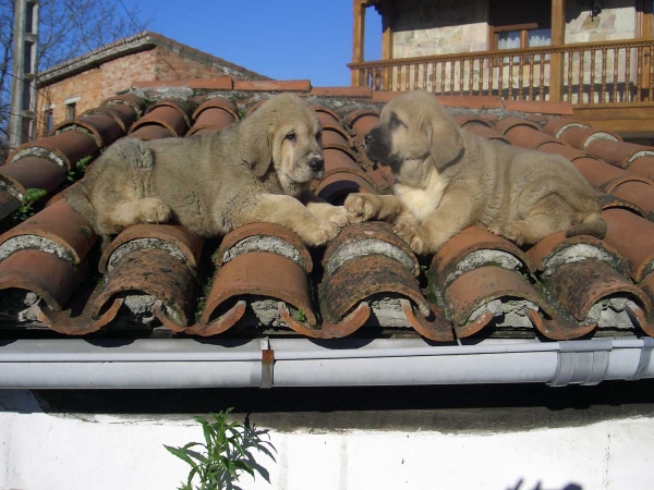 Puppies from Valle del Pisueña, Spain - Winner Photo of November 2008
Keywords: pisuena
