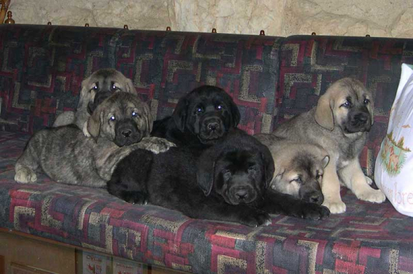 Mastín Español Photo of February 2005
Puppies from Fuentemimbre.

3 males and 3 females - Born the 02-11-2004
(Carbonero de Fuente Mimbre x Liana de Fuente Mimbre)

Keywords: fuentemimbre puppy cachorro