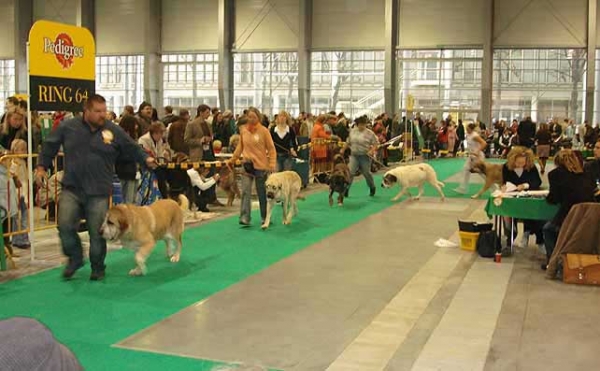 Open Class Females - World Dog Show Poznan 2006
