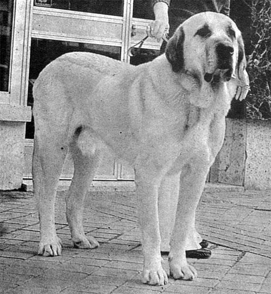 Stud dog from kennel Valdevinagre - early 70th
Semental de principios de los años 70 propiedad del criadero VALDEVINAGRE .

La Revista del Perro 1993 - © Copyright - Carlos Salas, Spain 
 

Keywords: 1970