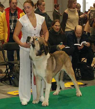 Motley House En´Rikki - Young Class Males, World Dog Show Poznan 2006
(Antol Vlci Drap x Motley House Dolly) 
Born: 01.09.2005
Breeder: I. Egorova
Owner: M. A. Kamenskaya

