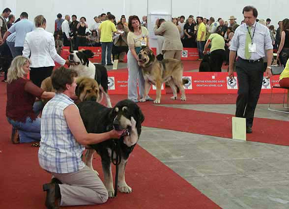 Champion Class Males - Euro Dog Show, Zagreb, Croatia 10.06.2007
Keywords: 2007