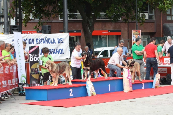 Ring Puppy Females - Luarca, Asturias, Spain (AEPME), 21.07.2012
2. FLACA DE TIERRA DE ORBIGO
1. EBOLI DE TIERRA DE ORBIGO
3. PECA DE AUTOCAN 


Keywords: 2012