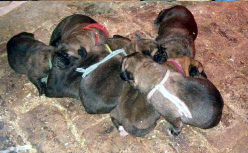 Puppies of Una du Domaine du Runneval - Chiots de Una
chiots de 5 jours  

