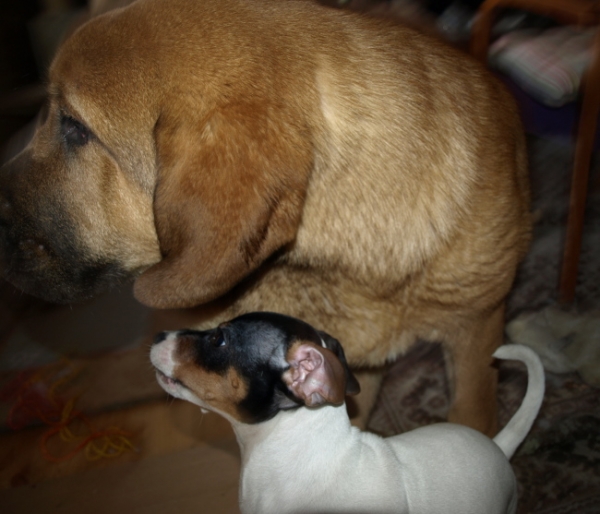 Callidora with her little friend Anni
Anuler Callidora almost 5 month and Brasilian terrier Higienopolis Uni almost 4 month
Keywords: pet Anuler
