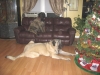 THE_DOGS_WITH_THEIR_X-MAS_COLLARS_11_29_2009_039Brando_on_the_sofa_and_De_Niro_on_the_floor_near_the_tree.JPG