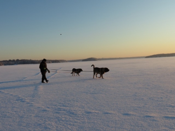 Día de invierno
En el hielo del lago Saimaa
Keywords: antero snow nieve Erbi QuÃ¡ntum