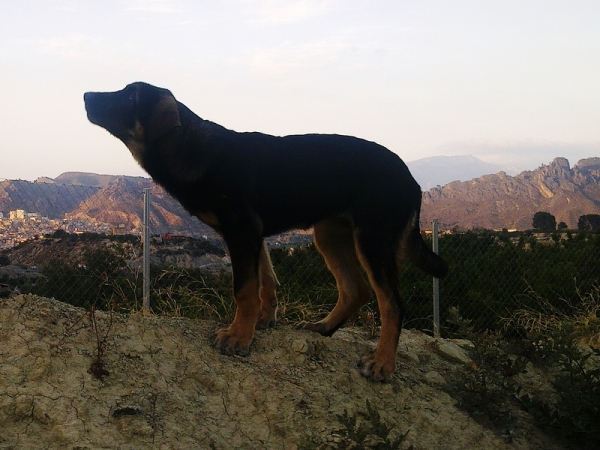 Loba-4 meses
Keywords: Macicandu puppyspain cachorro