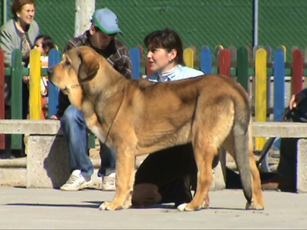 DIANA 7 meses: Muy bueno - Clase cachorro hembra, Viana de Cega, España, 07.03.2009
Keywords: 2009 leonvera