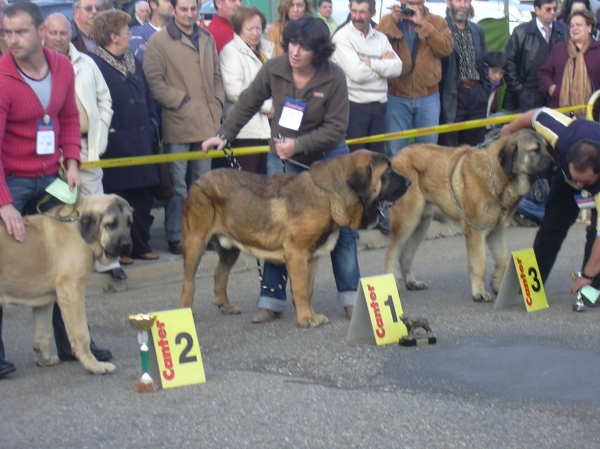Anibal de Basillon 1º en clase cachorro - Concurso Mansilla 20 07
Keywords: 2007 basillon