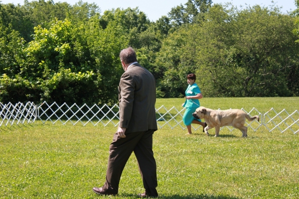 Garden State Classic-KC-USA Dog Shows  June 2-3 2012
Keywords: 2012 norma pacino tatyana niro brando