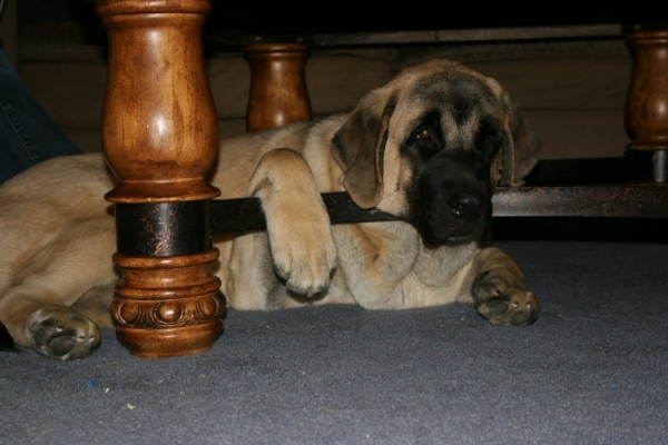 Bandera
Even at 6 months and 113lbs she still thinks she can fit anywhere in the house
Keywords: moreno